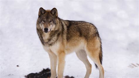 Wilde muschi bilder aus deutschland.